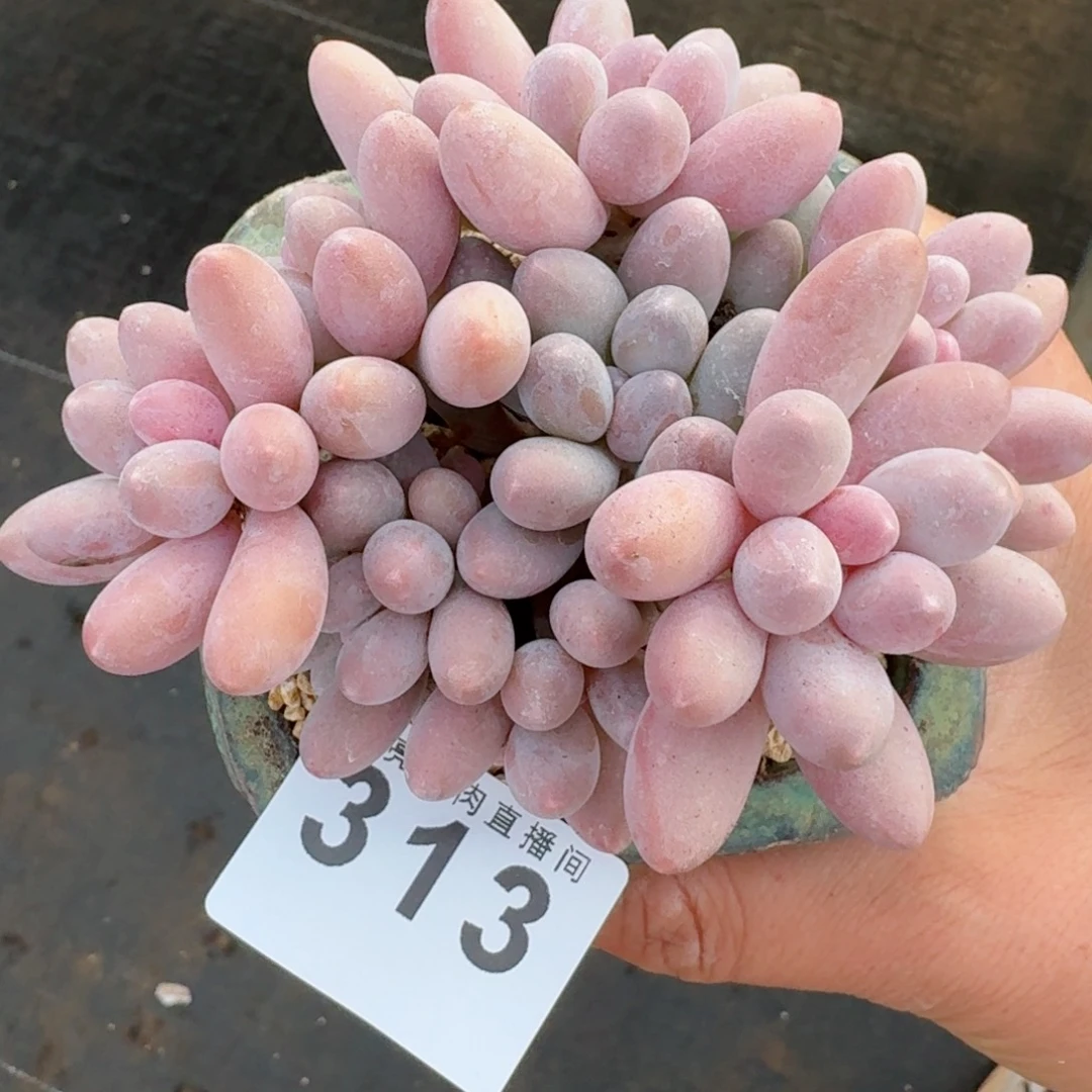 汤圆群生整装无砍