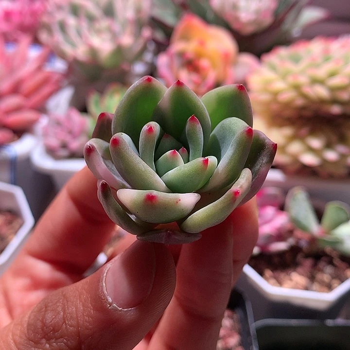 粉香槟锦白拉丝锦头盖