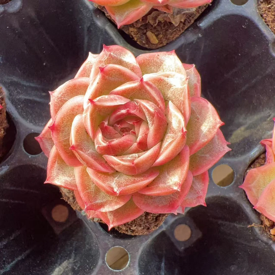 193 新珍妮 仙桃百合珍妮多肉一颗 3厘米