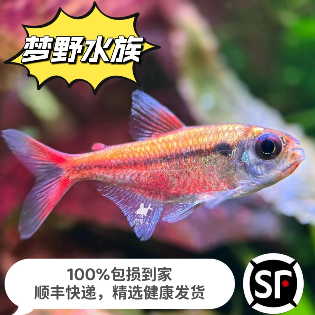 梦野水族 白金红月可卡灯鱼