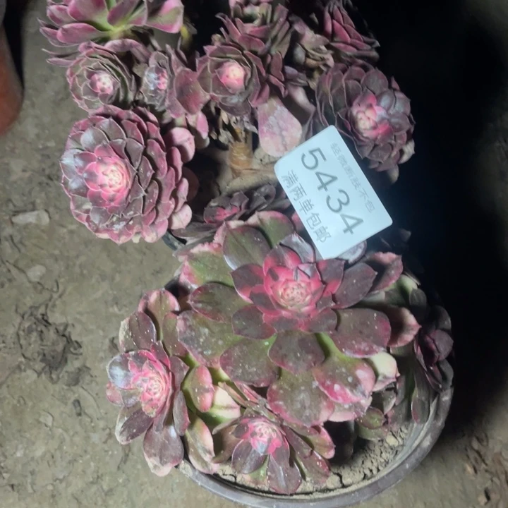 族***聲5434荔枝的的的多人