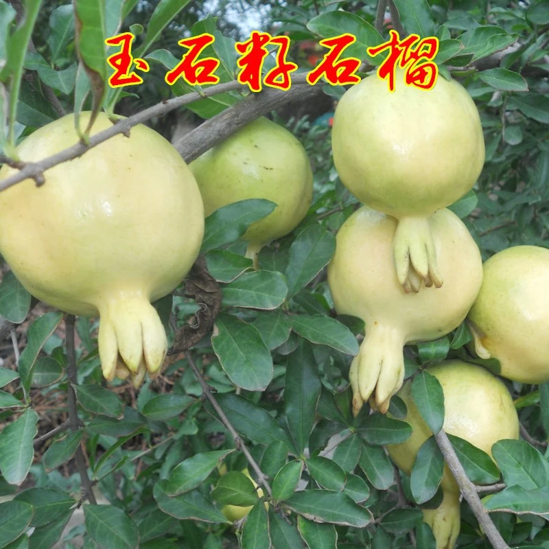 石榴树苖白花玉石子石榴苖怀远石榴当年结果盆栽果树