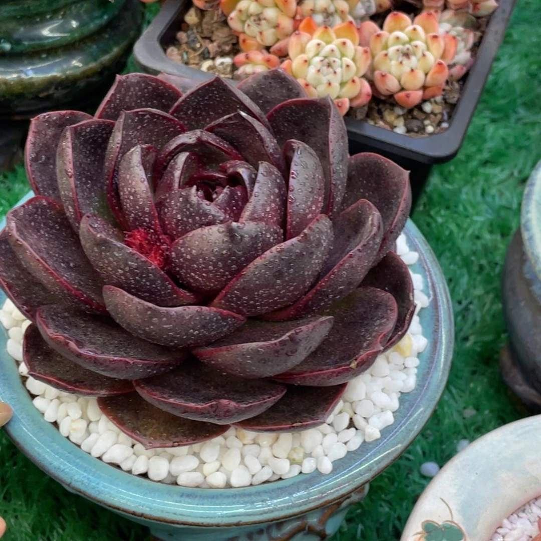 多肉植物盆栽多肉