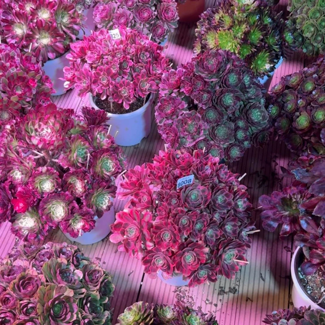 ?****?紫霞仙子多肉植物888福利