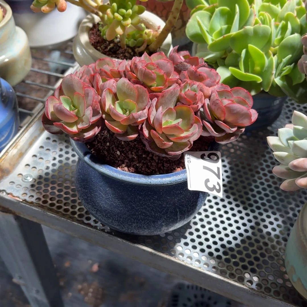 馨*秀妍多肉带盆973