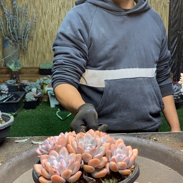 默***18号香水多肉植物