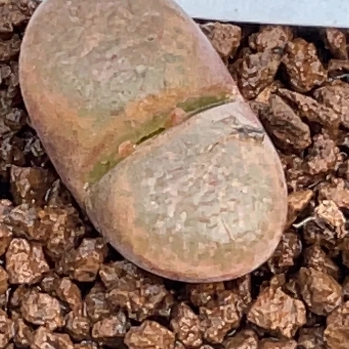 完全开放934红风铃母本