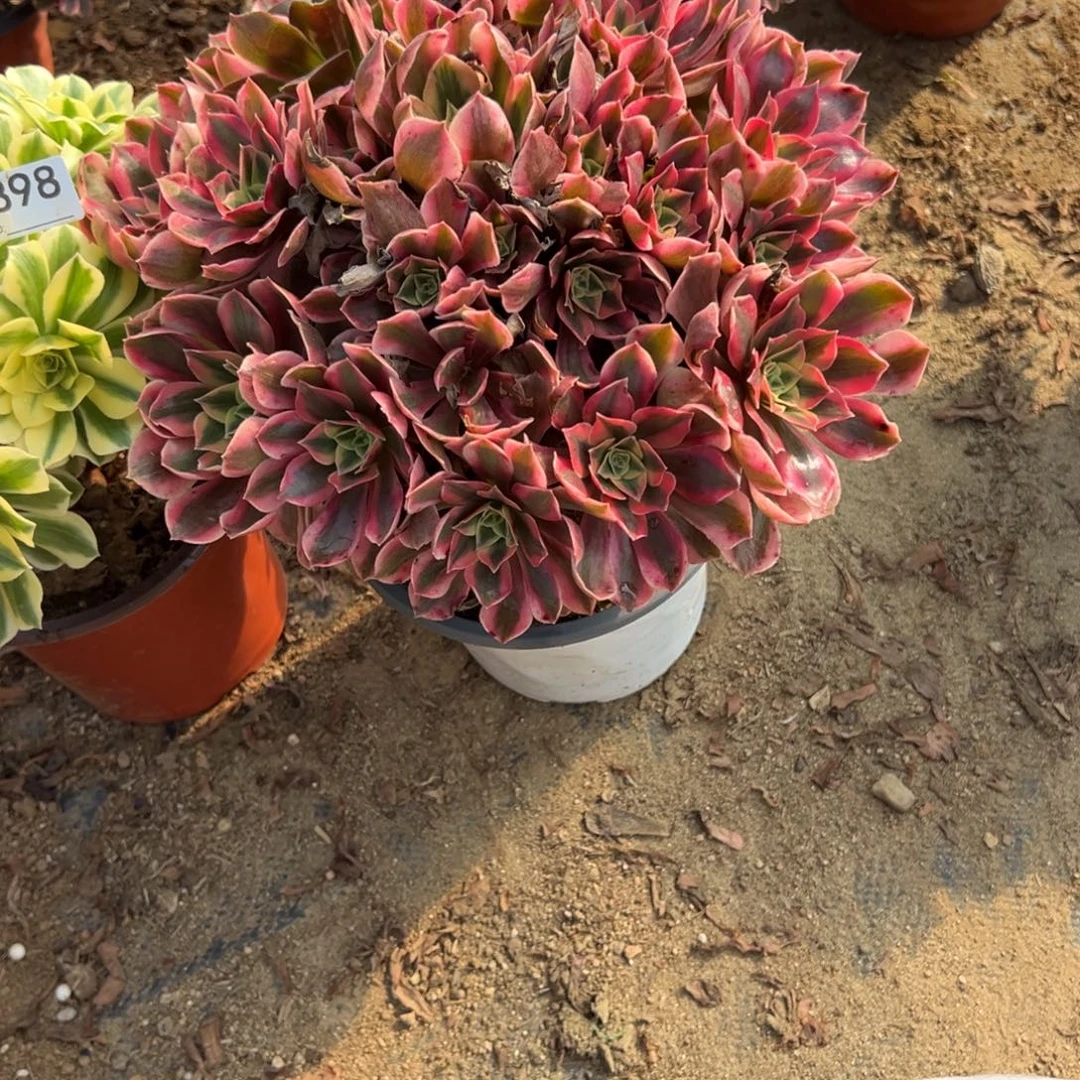 静***坊898两颗组合多肉植物