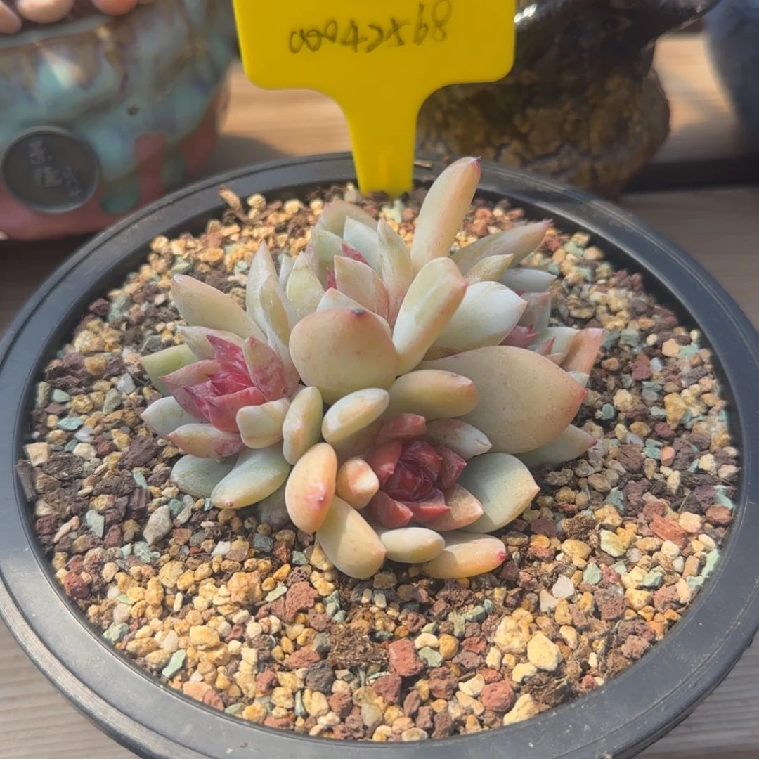 北遇一物一拍格格