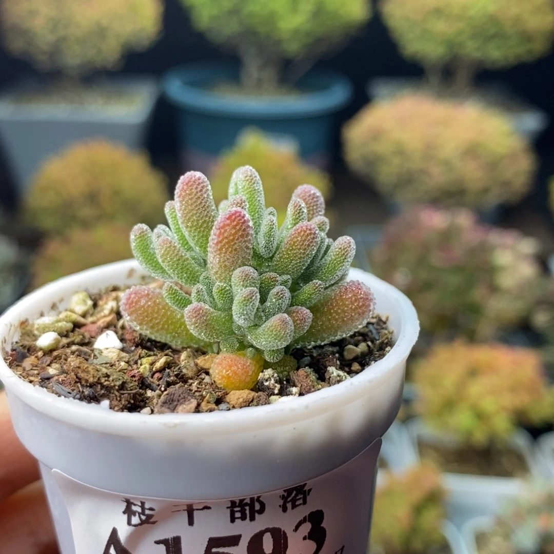 雾***念1593实生冰晶 。