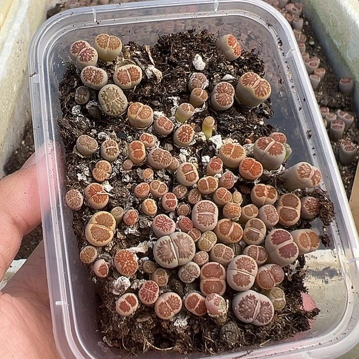 3543小美菊下播福利