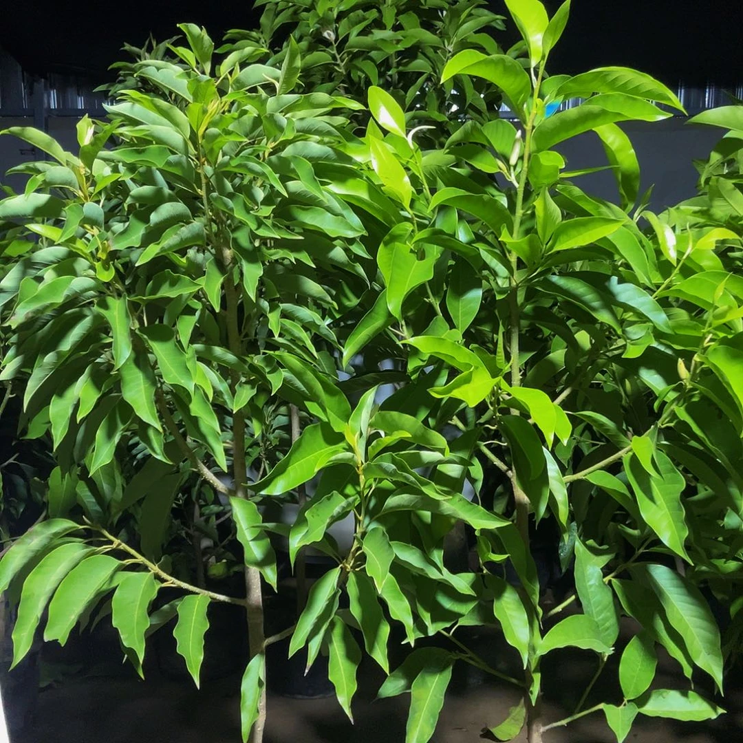 完全开放一颗黄的一颗白的福利款