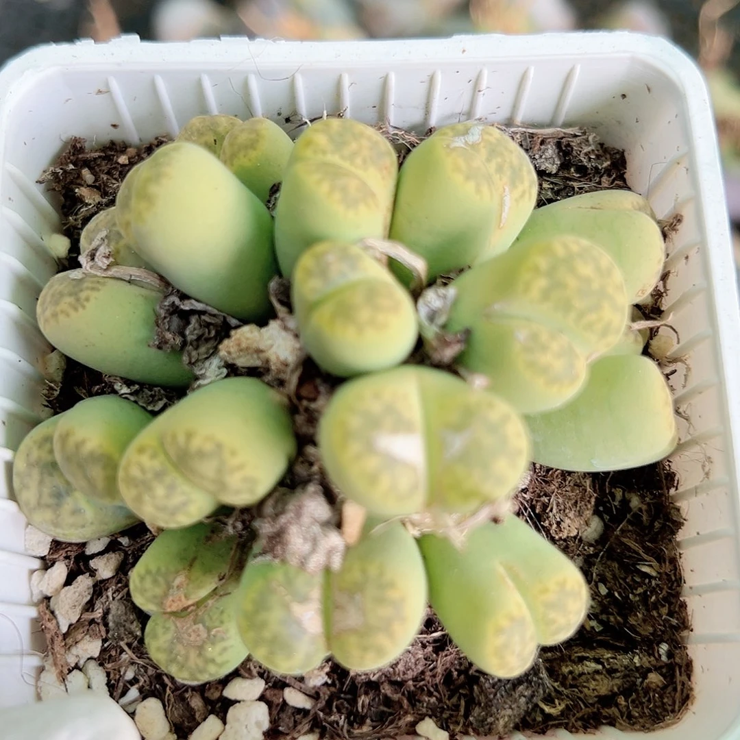 10000 好养易活生石花大母本