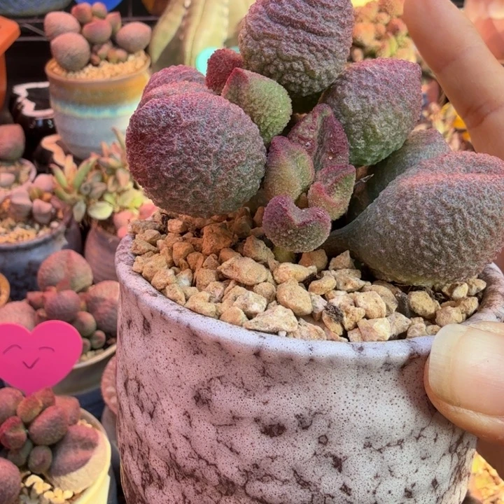 ·****我也想要这样一款