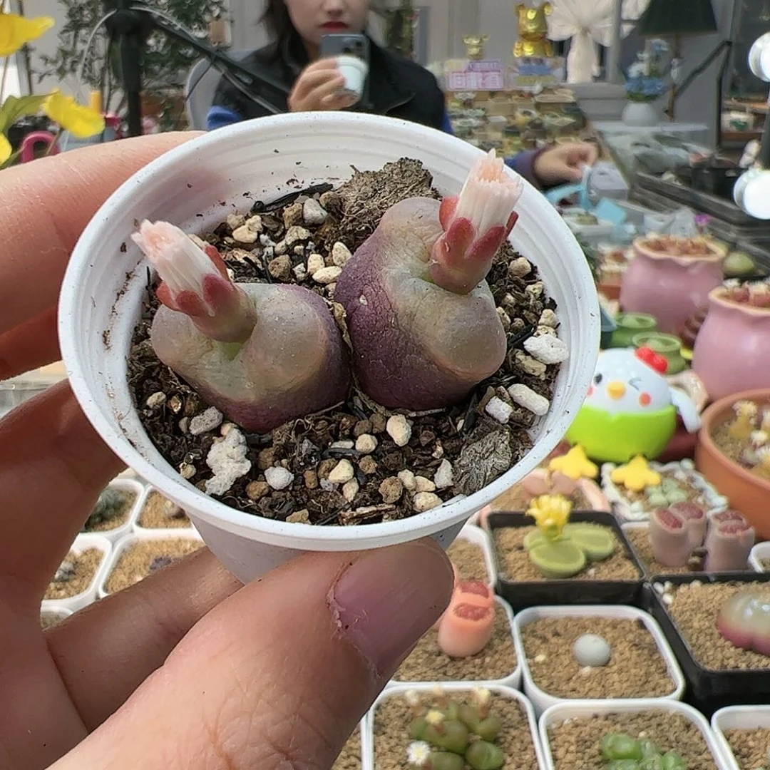 【闪购商品】214 紫色