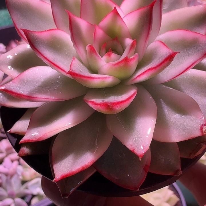 吉赛尔锦多肉锦植物