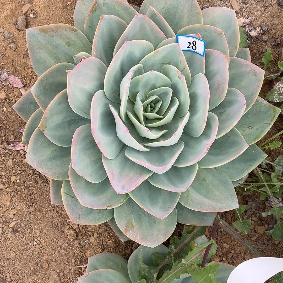 小***菜28号白凤一物一拍