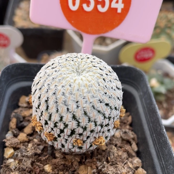 实生白斜子一棵0354-0000