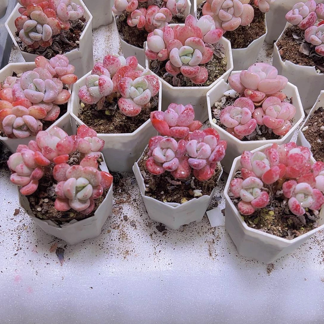 白鹭群生老桩19包邮