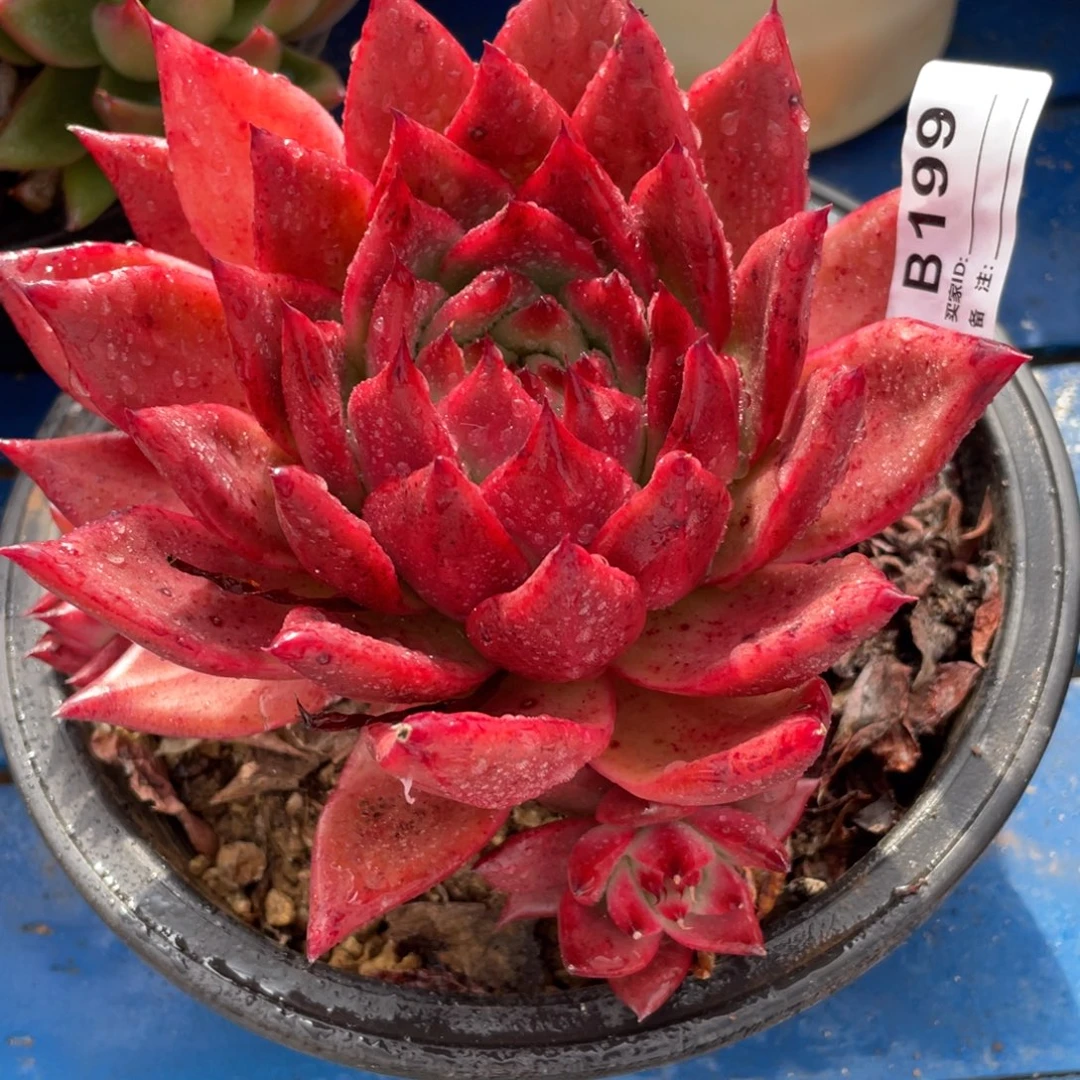 无花朵若茹东云单拍B199