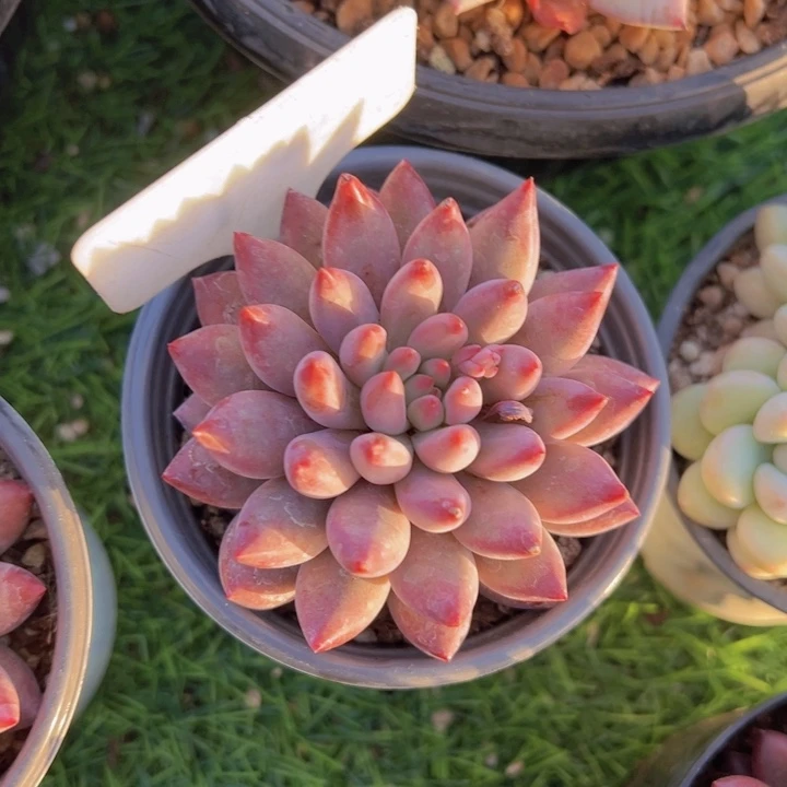 健健康康平平安安