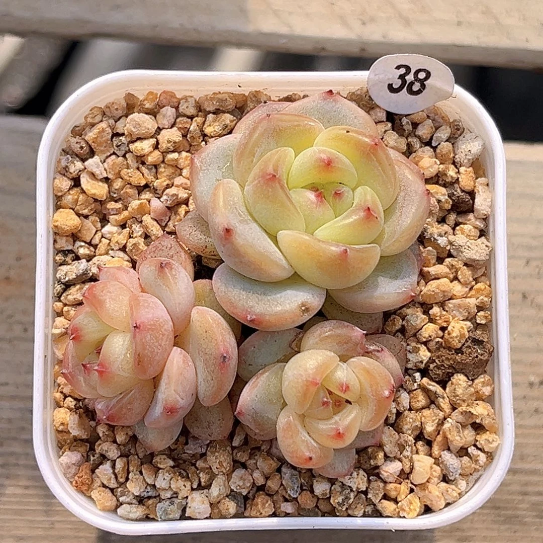 38 甜心3000 满18包邮