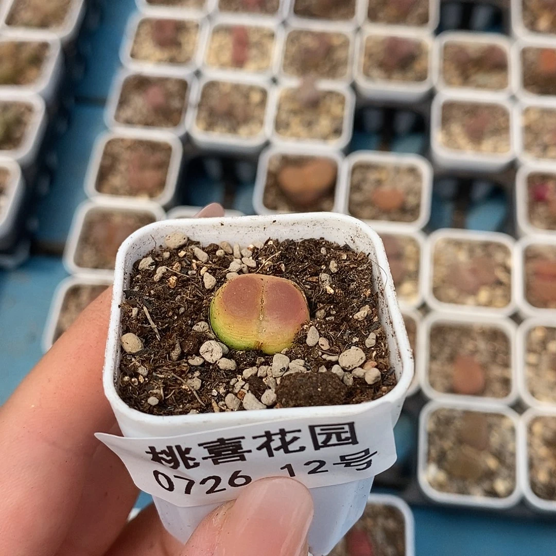 没****哥0726-12-拉登一颗