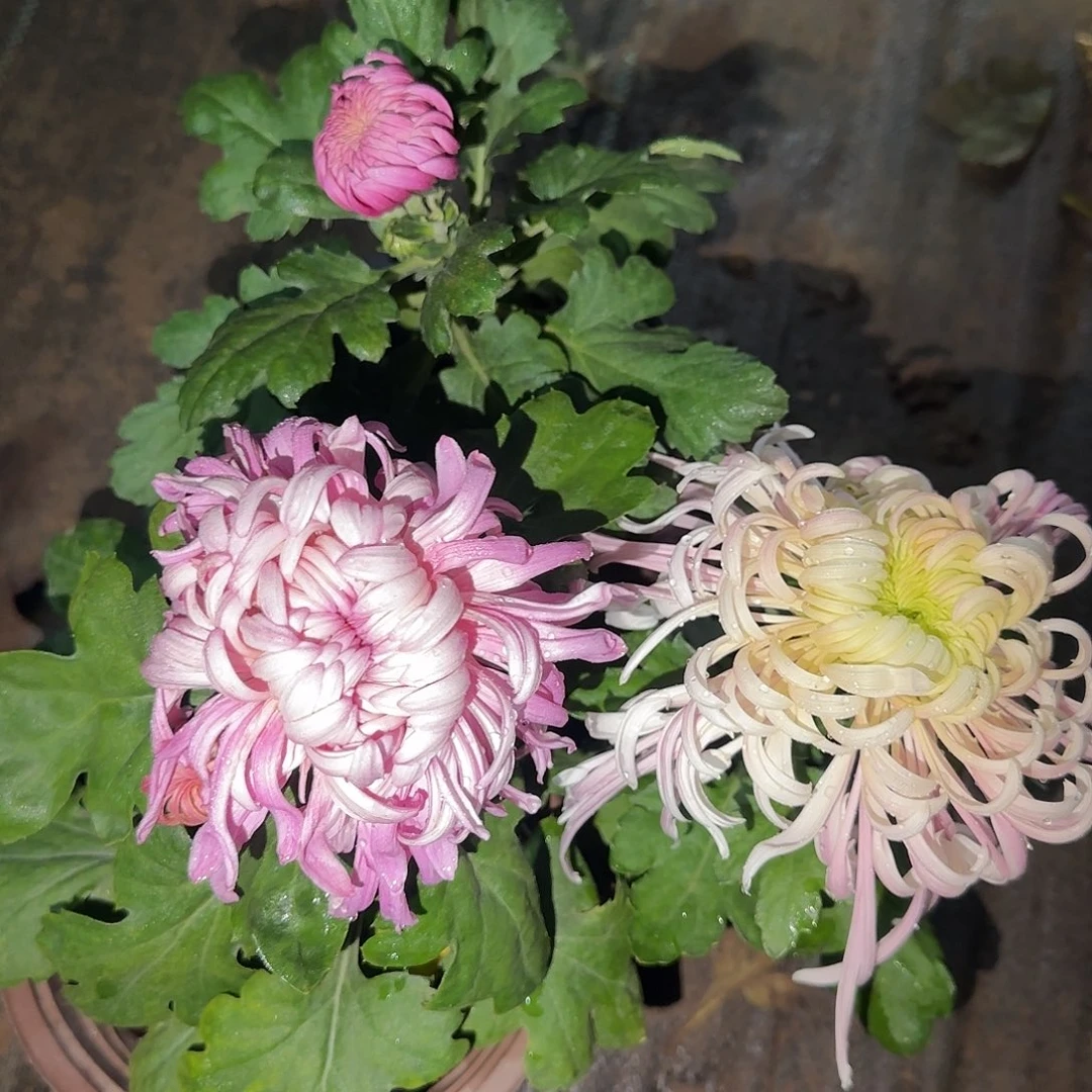 °***人全部花朵Y0000002