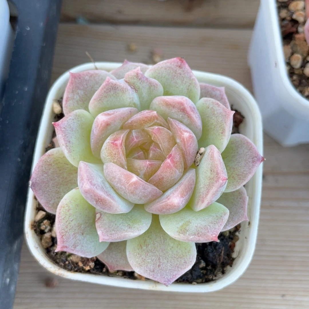 优选梦幻泡影1114