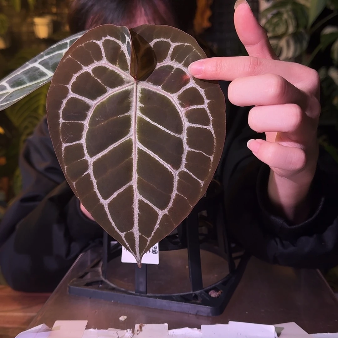 不开花植物G477圆脸小钻石杂米歇尔