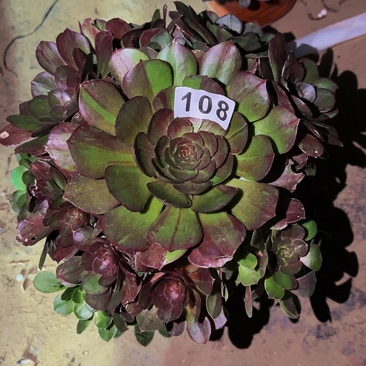 108花月夜多肉植物处理不售后