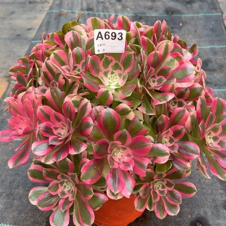 693布加迪35厘米左右