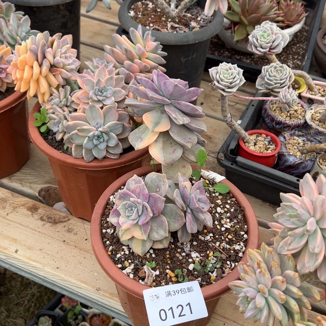 0121多肉植物紫乐锦老桩