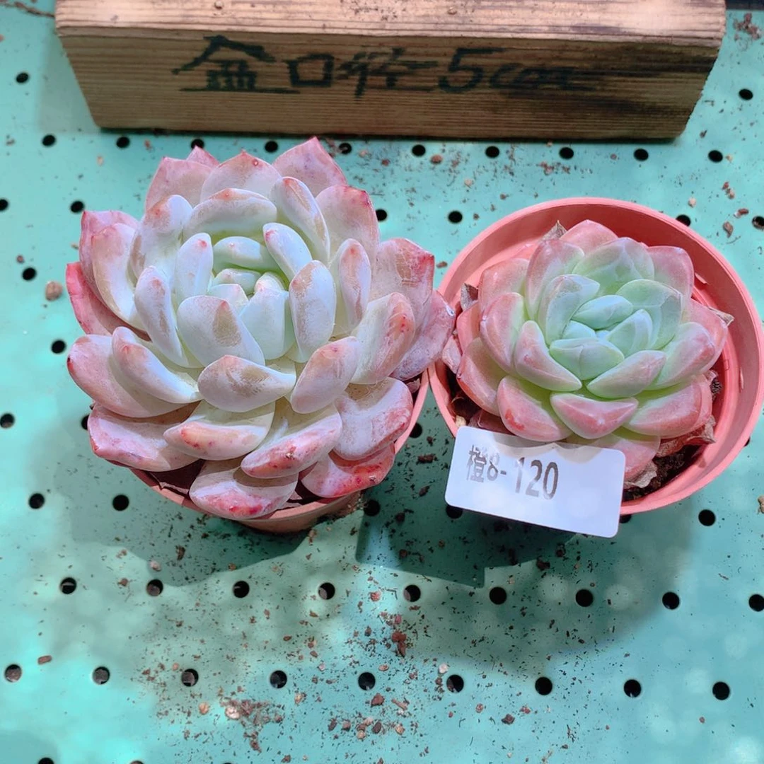 8-120一物一拍带盆橙梦露+冰玉