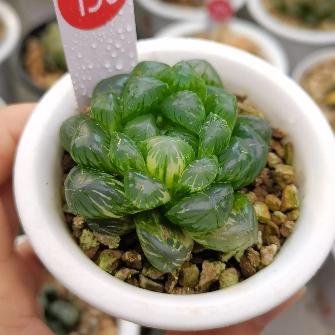 156号冰灯玉露锦一物一拍带盆土发货