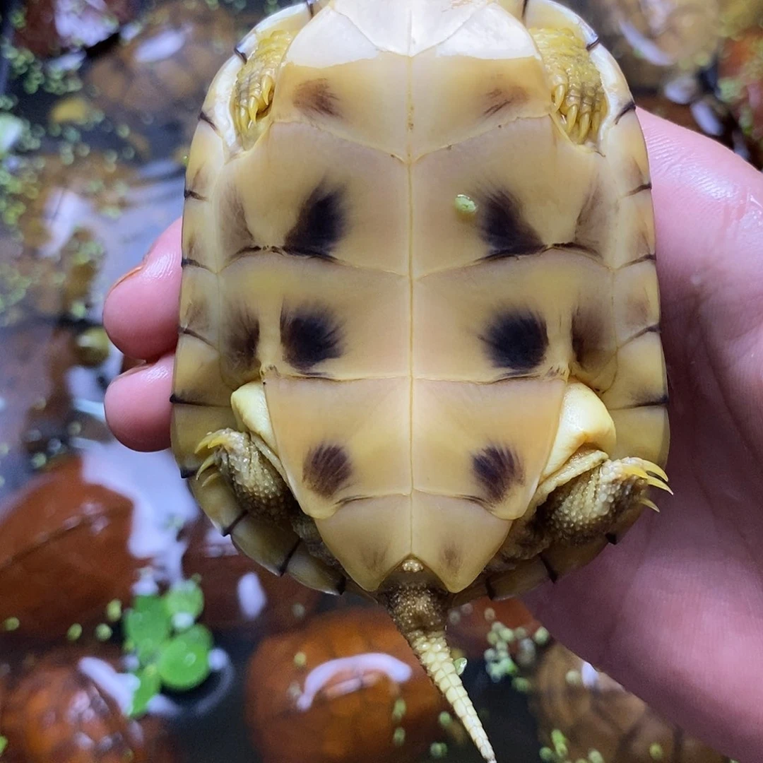 不分公母绿毛龟呢*