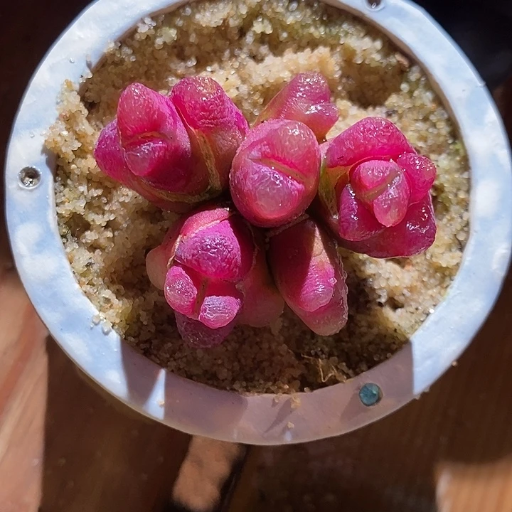 30333。  群生蟠桃。