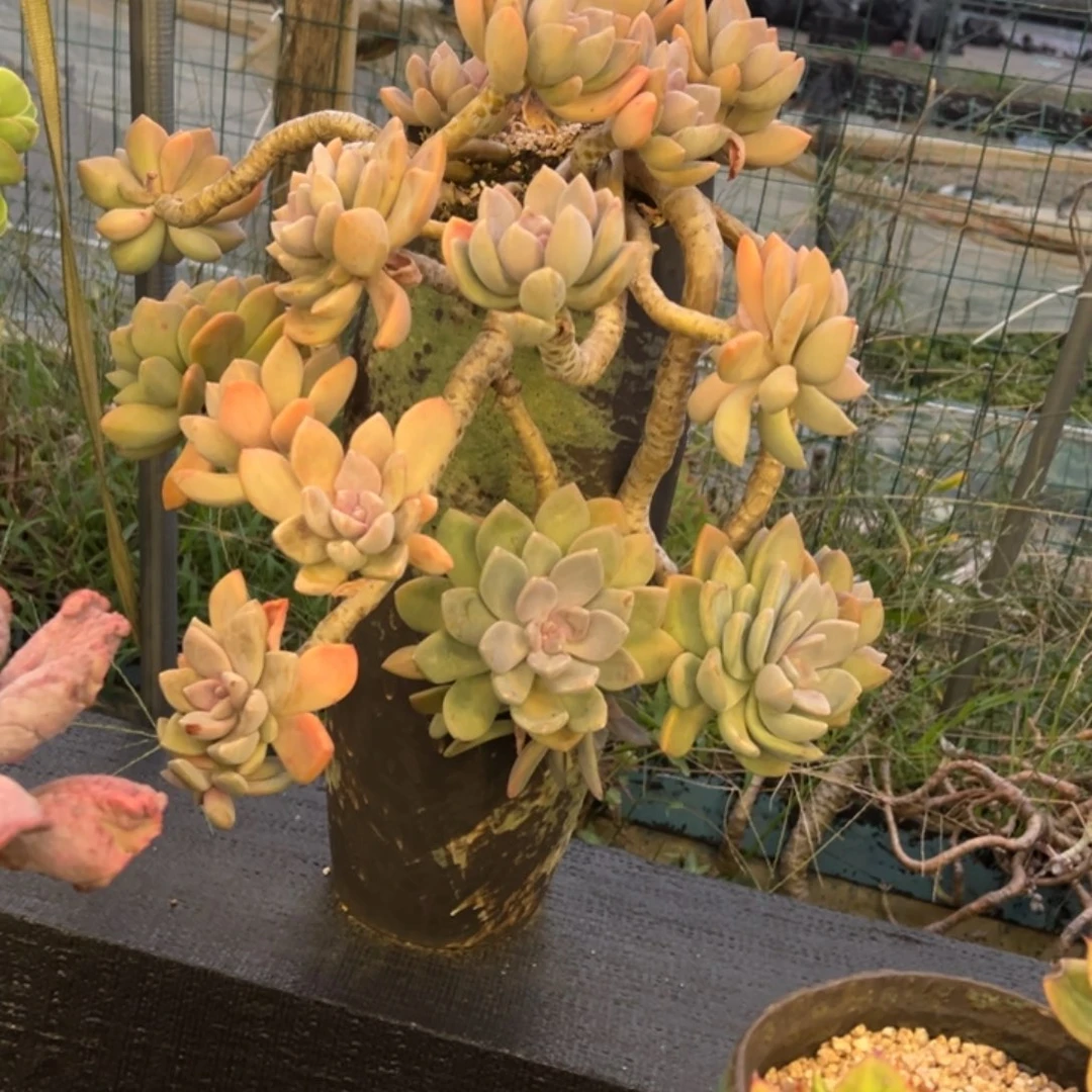 悬崖老桩无砍冬梅人