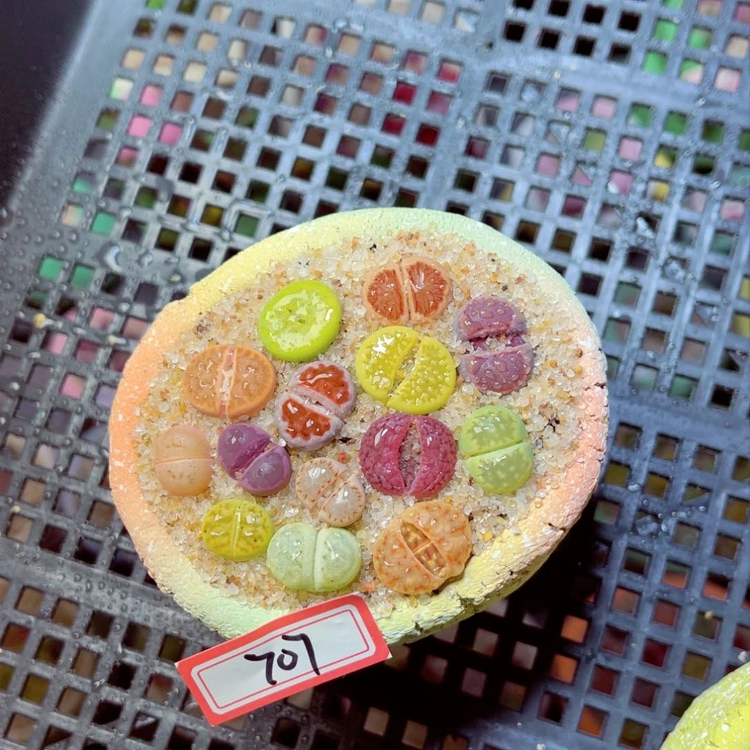 707生石花带盆发