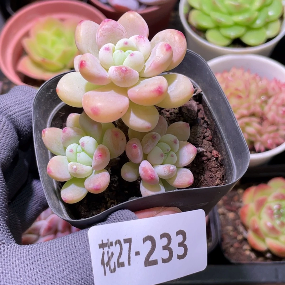 花利美27-233罗琦