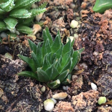 土****洞原始种多肉植物盆栽