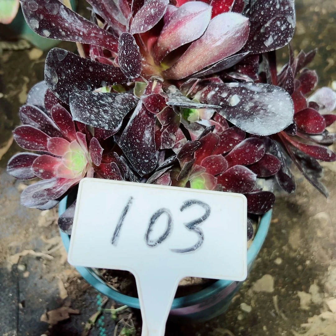 多肉植物欧子法师