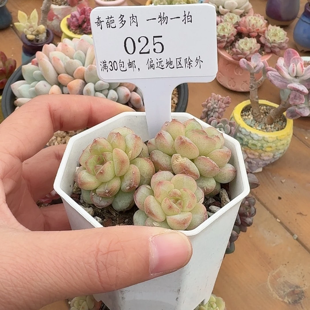 025脱土哈哈哈哈哈