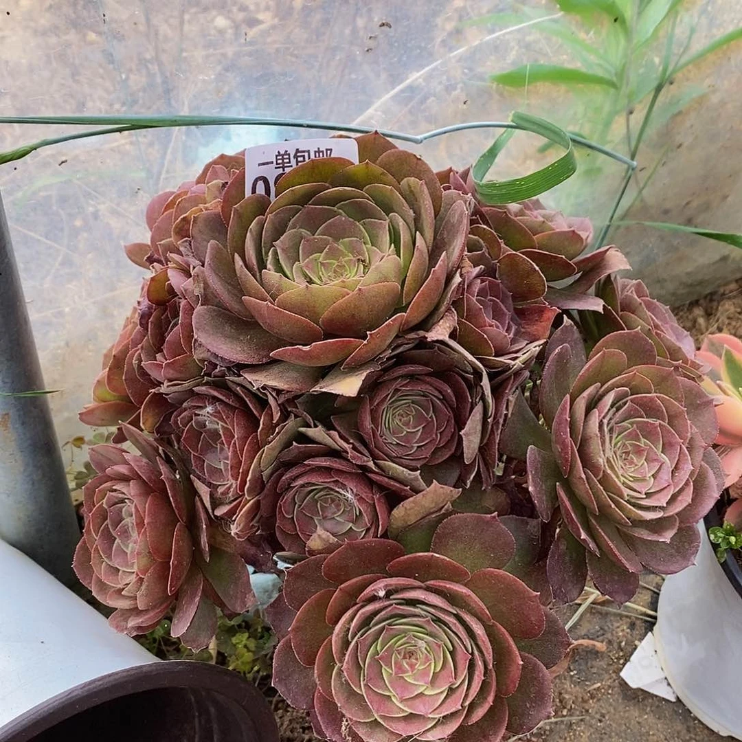 995红心沙拉碗老桩