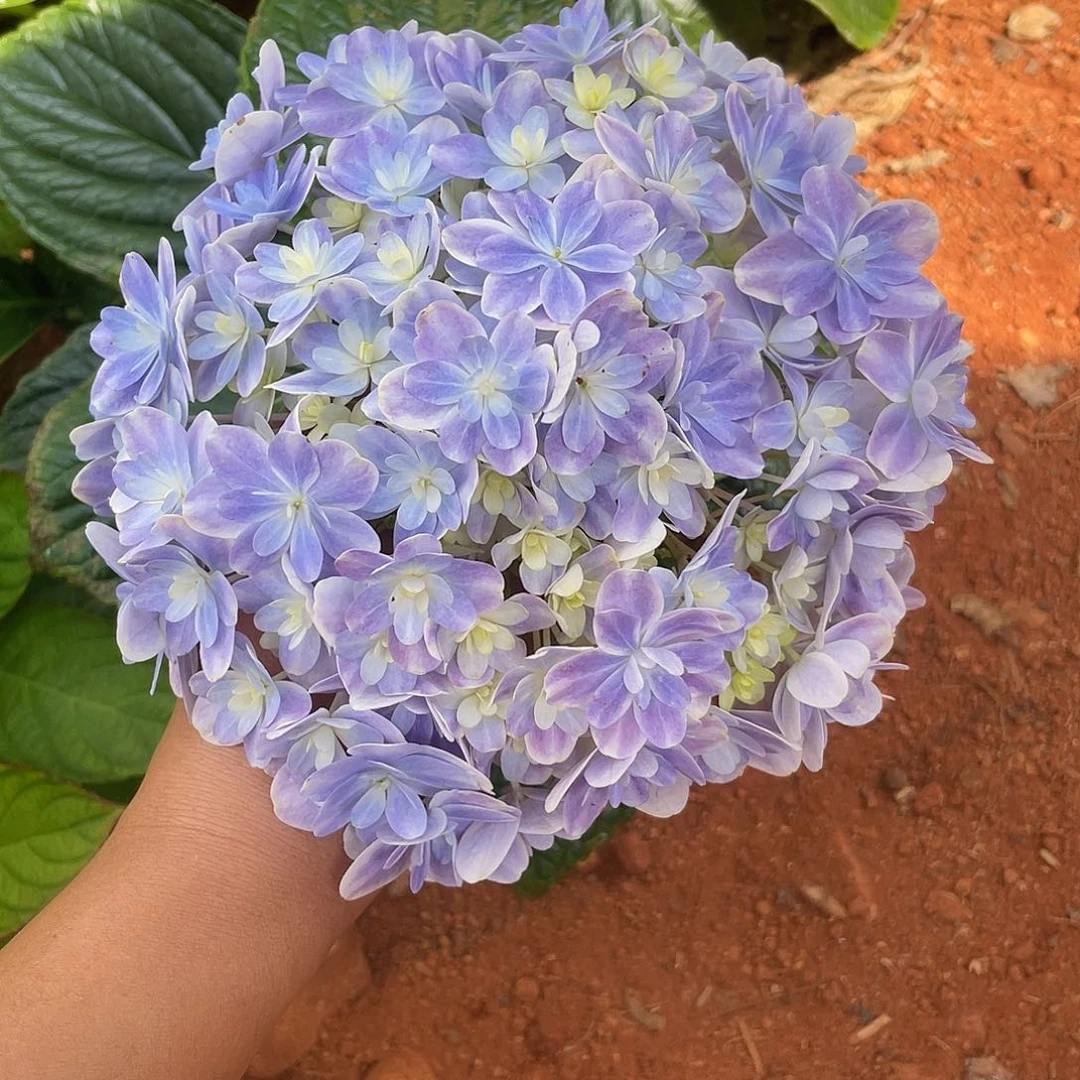 绣球切花一物一拍3枝起包邮，81