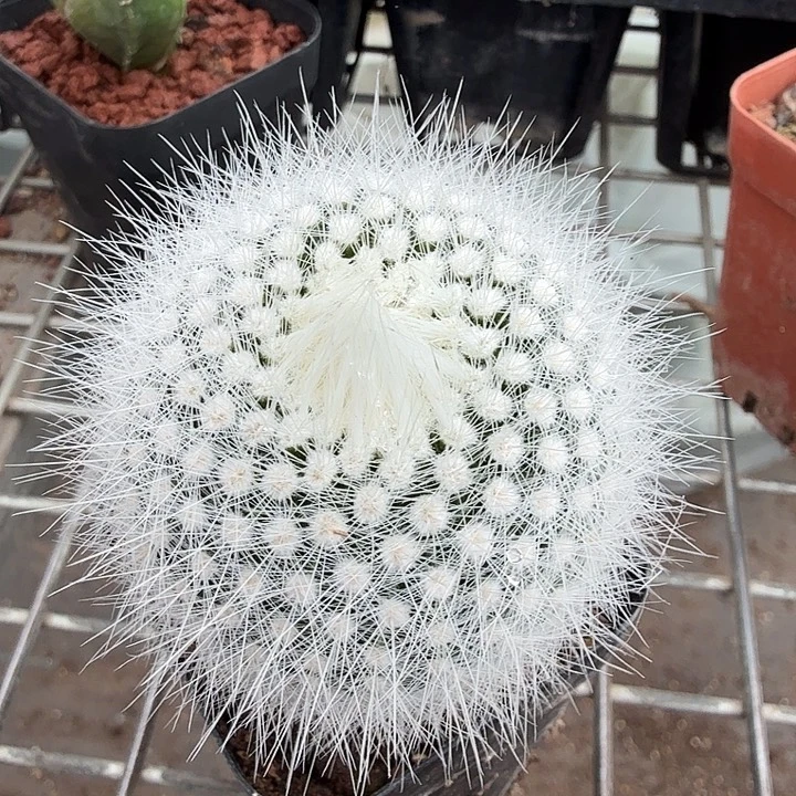 实生白小丁4仙人球