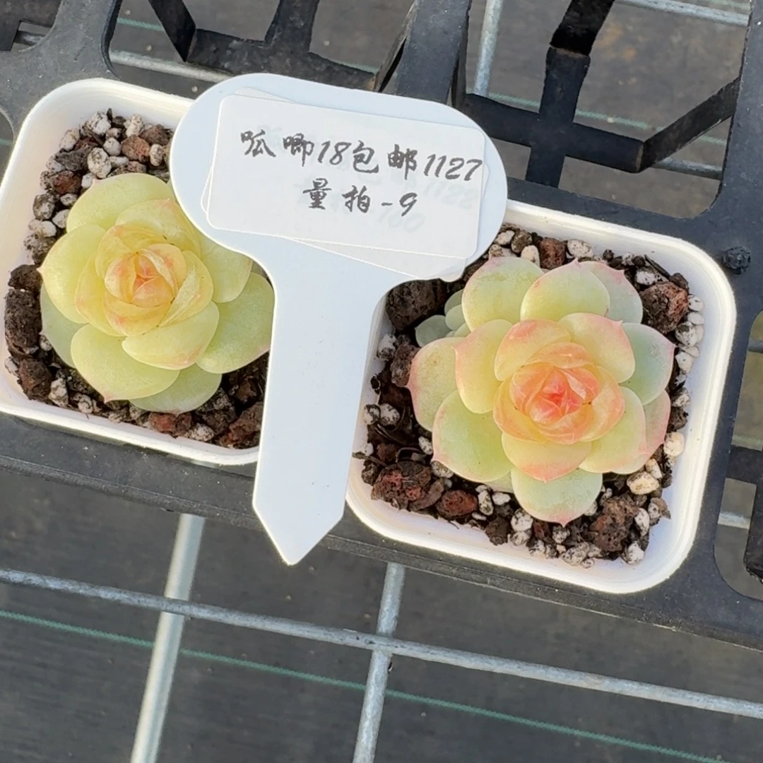 1127-09-生椰拿铁一颗量拍