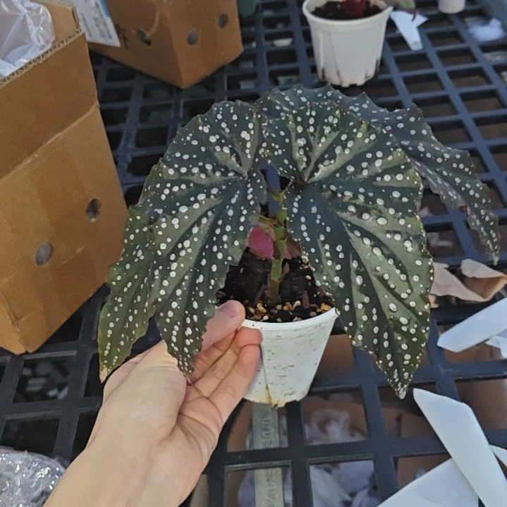 迷妹秋海棠一物一拍