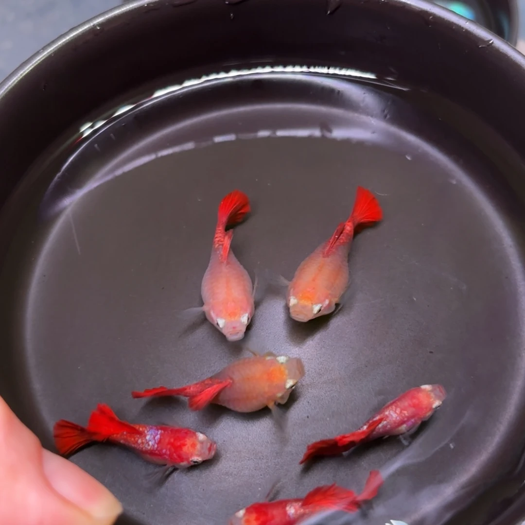 孔雀鱼黄爆球种鱼4+2备损