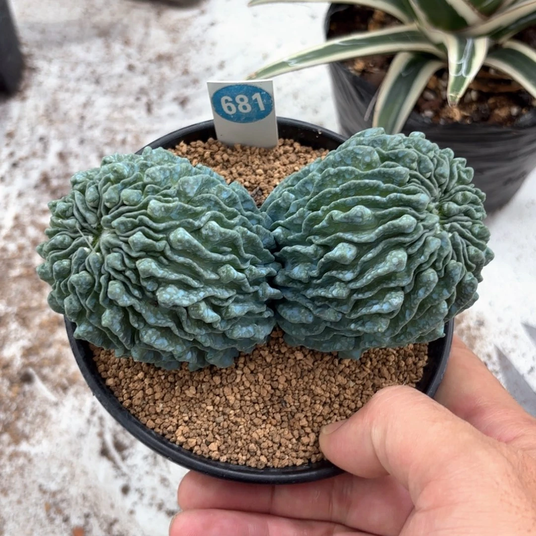 681双头蝌蚪球带盆带土